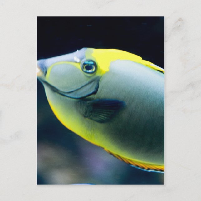 Underwater Postcard (Front)