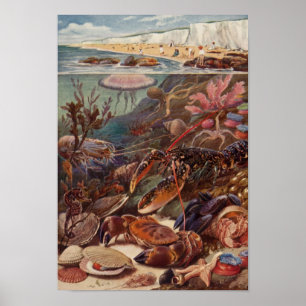 Underwater Sea Crab Lobster Marine Clam Coral Poster
