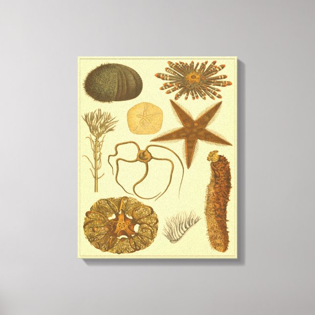 Underwater Sea Creatures Canvas Print (Front)