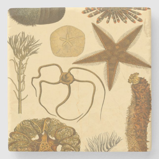 Underwater Sea Creatures Stone Coaster (Front)