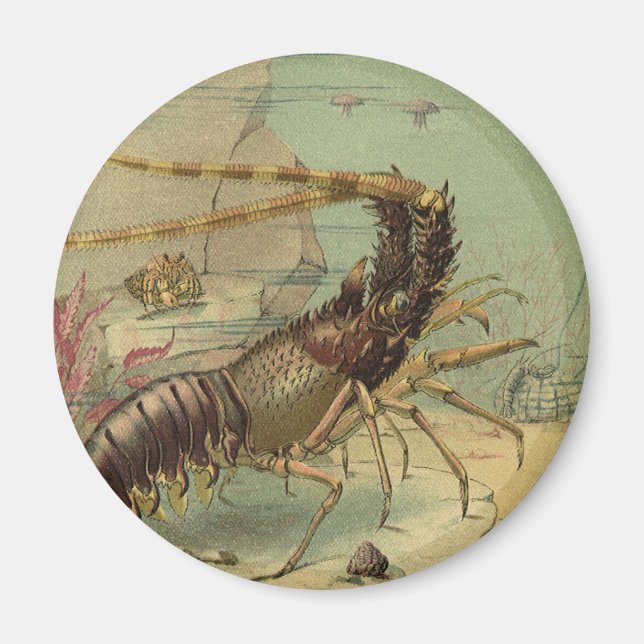Underwater Sea Life Shrimp, Vintage Ocean Animals Magnet (Front)