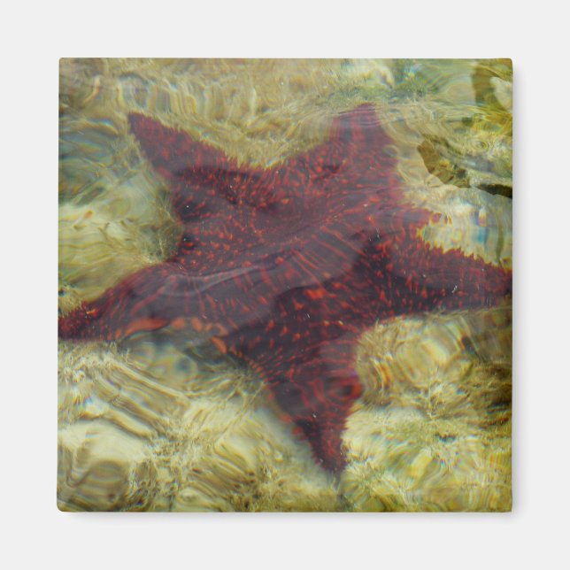 Underwater Starfish in the Bahamas Magnet (Front)