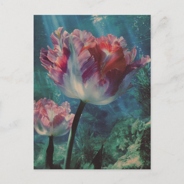 Underwater Tulip Postcard (Front)