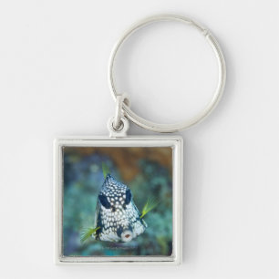 Underwater view of Smooth Trunkfish (Lactophrys Keychain