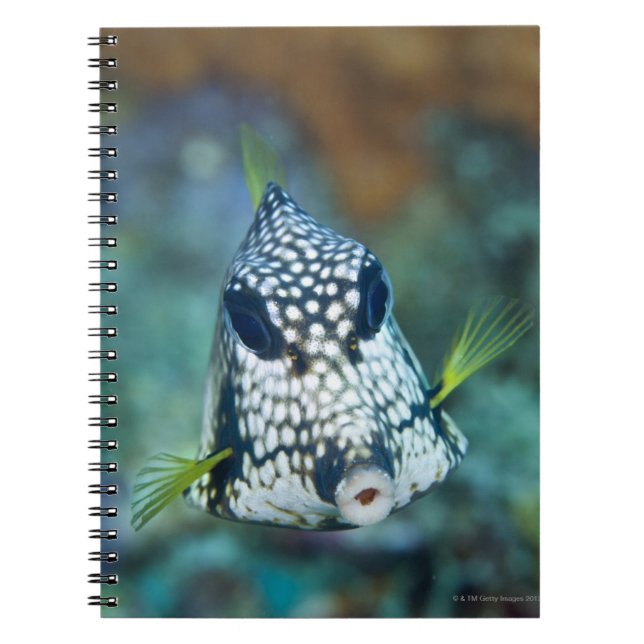 Underwater view of Smooth Trunkfish (Lactophrys Notebook (Front)