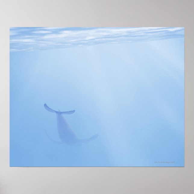 Underwater view of whale poster (Front)