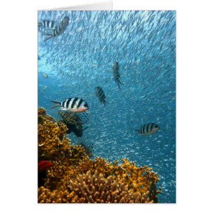 Underwater world