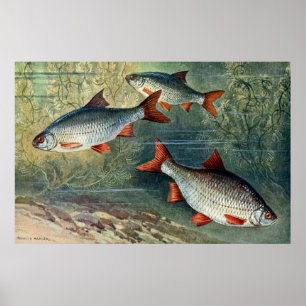 Underwater World Series Fourth Of Four Poster