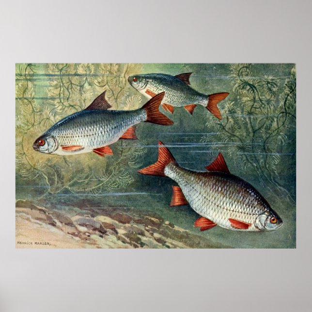 Underwater World Series Fourth Of Four Poster (Front)