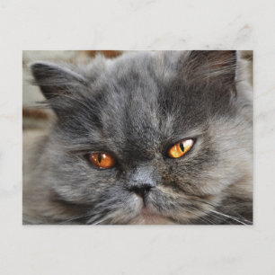 Undisturbed cat postcard