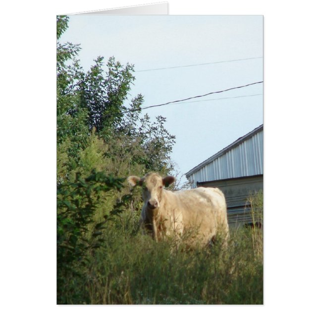 Une Bovine Bleue, Toute Occasion Carte de voeux Vi (Devant)