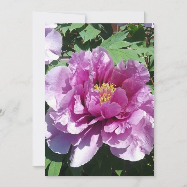 Une carte blanche fleurie de fleur de pivoine (Devant)
