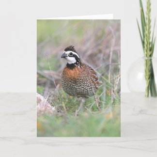 Une Carte De Salutation Homme Bobwhite Quail.