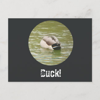 Une carte postale de canard qui canarde