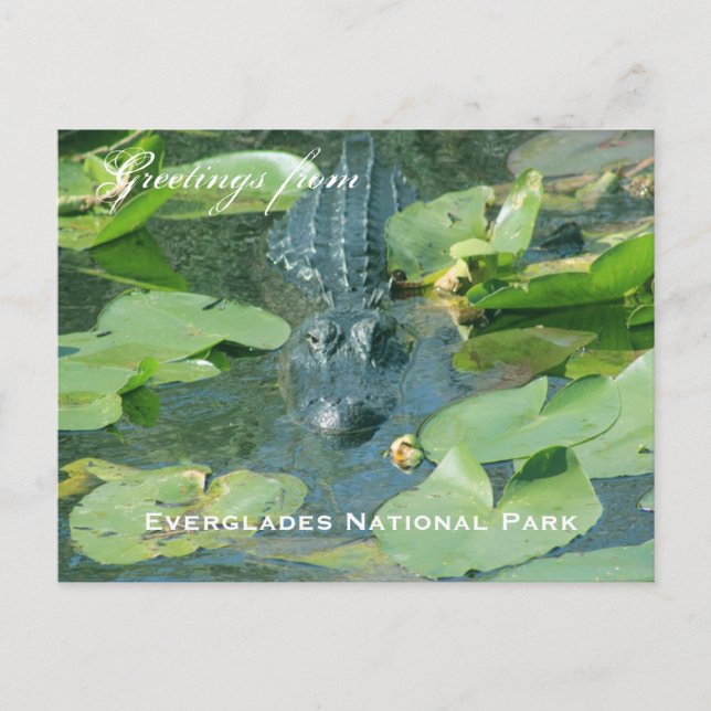 Une carte postale d'Everglades National Park (Devant)