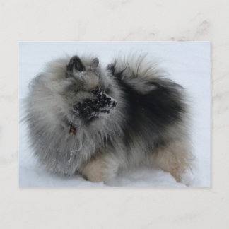 Une carte postale en hiver