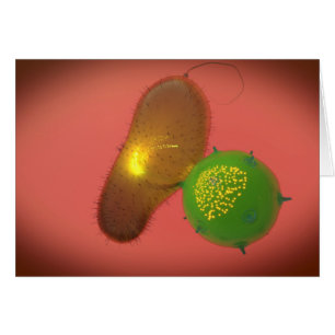 Une Cellule Tueuse Naturelle Injecte La Toxine