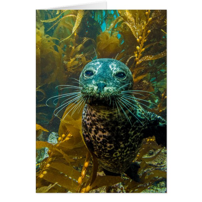 Une Curieuse Forêt De Kelp De Phoque Portuaire | P (Devant)