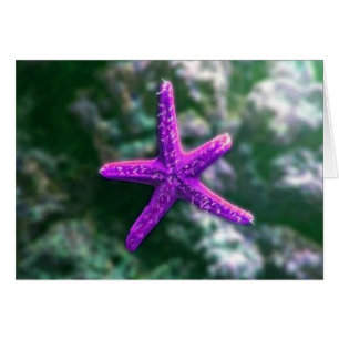 Une étoile de mer violette