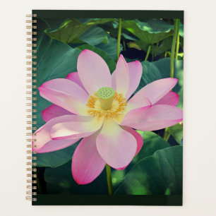 Une fleur de lotus vibrante