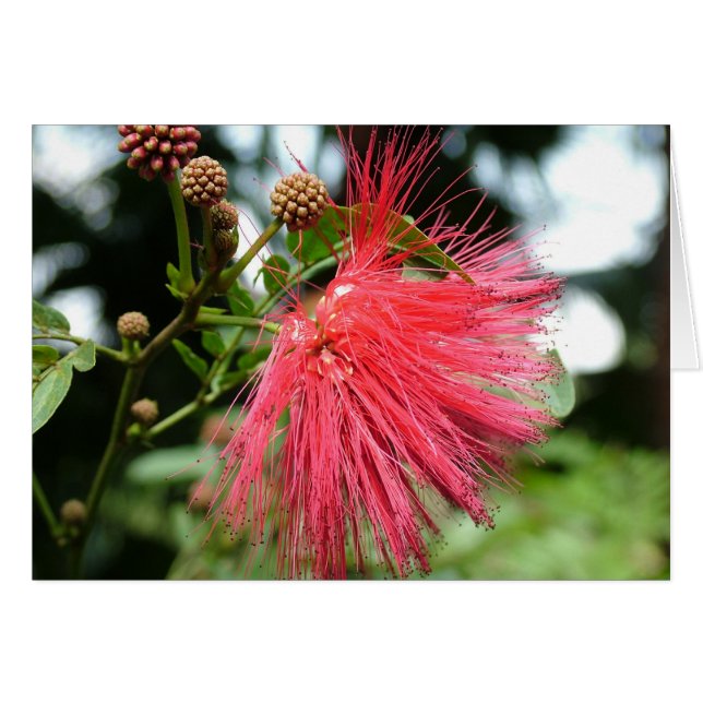 Une fleur nommée Phoenix (Devant horizontal)