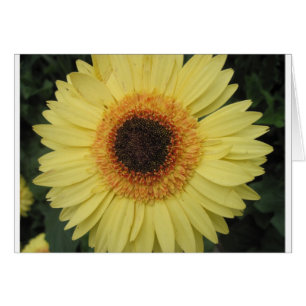 Une fleur Sunburst