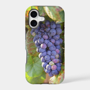 Une grappe de raisins Pinot Noir dans un Chamberti