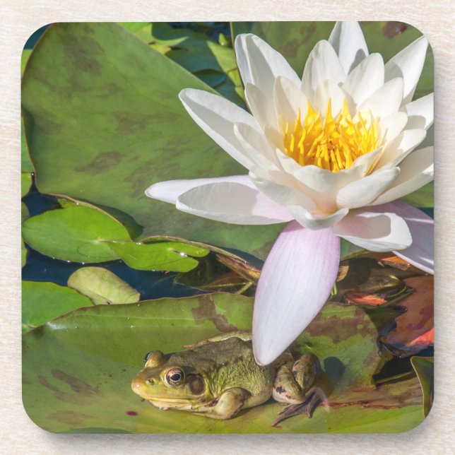 Une grenouille sous une fleur de nénuphar coaster (Front)