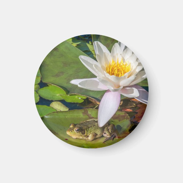 Une grenouille sous une fleur de nénuphar magnet (Front)