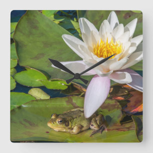Une grenouille sous une fleur de nénuphar square wall clock