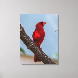 Une impression sur toile étirée de 18 x 24 Cardina