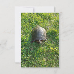 Une jolie tortue dans la carte blanche Park Flat C