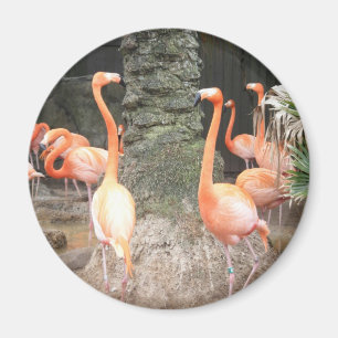 Une journée au Zoo Magnet