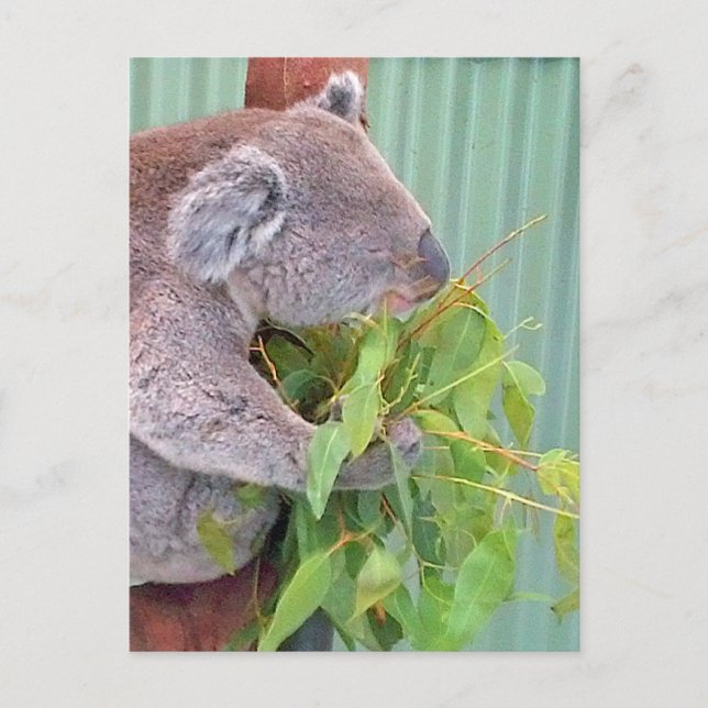 Une Koala en Australie Carte postale (Devant)