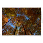 Une Marche À Charleston Falls #18