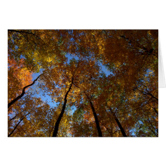 Une Marche À Charleston Falls #18