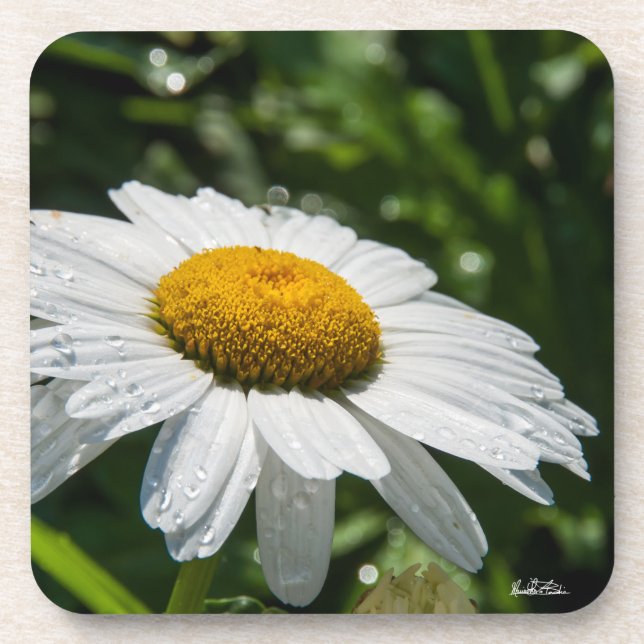 une margueritte, font vert coaster (Front)