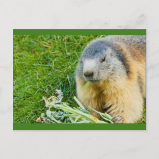 une marmotte sociable sur carte postale d'invitati