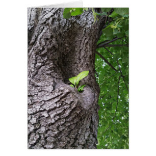 Une nouvelle brindille