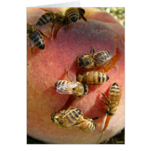 Une Pêche Pour Les Abeilles