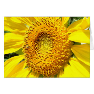 Une peu d'abeille de miel