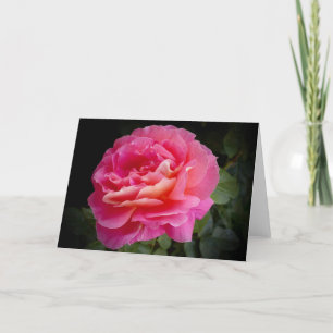 Une Rose Rose Rose Parfaite, Carte De Voeux Vide