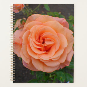 Une seule fleur d'orange