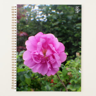 Une seule fleur rose