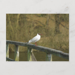 Une sterne - carte postale