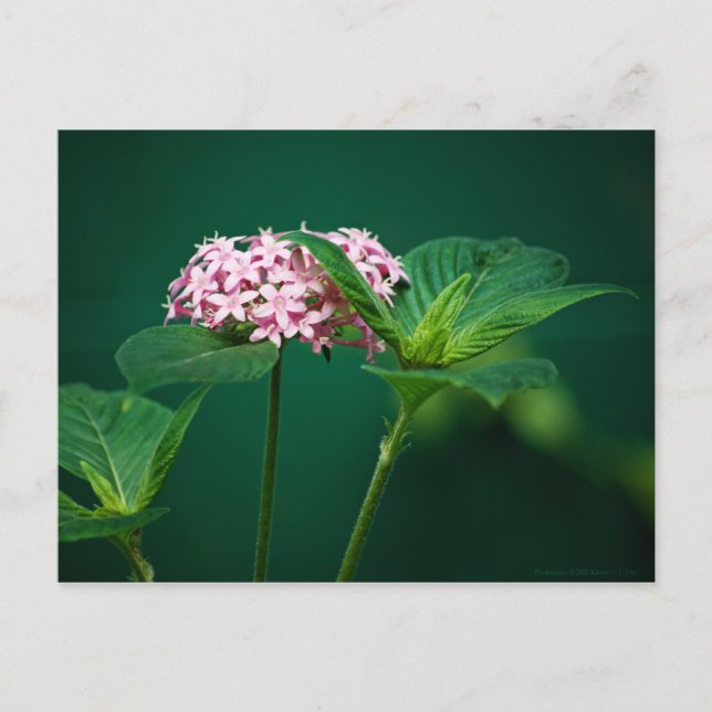 Une touche de rose dans la carte postale verte (Devant)