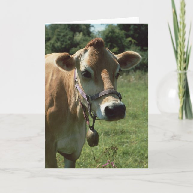 Une Vache Jersey Brown En Été Carte De Voeux Meado (Devant)