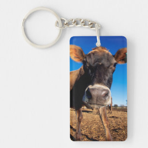 Une vache jersiaise curieuse