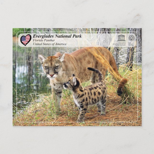 UNESCO- Everglades National Park - Florida Panther Postcard (Front)
