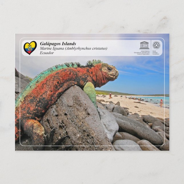 UNESCO WHS - Galápagos Islands - Marine Iguana Postcard (Front)